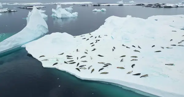 Antarktika 'daki vahşi yaşamı araştırın. Fok kolonisi Güney Kutbu 'nda buzun üzerinde dinleniyor. Deniz leoparı hayvanları karla kaplı kutup okyanusunda uyur. Seyahat, el değmemiş vahşi doğa. Hava aracı görüntüsü