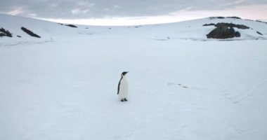 Tatlı imparator penguen Antarktika sahilinde kar tepesinde rahatlıyor. Antarktika yaban hayatı deniz kuşunu araştırın. Kış seyahati ve keşif. Güney Kutbu 'nun nadir görülen türlerinin güzelliklerini keşfedin. Yavaş çekim panoraması