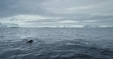 Antarktika kutup okyanusunda yüzerken büyük kambur balina kuyruğunu gösteriyor. Antarktika 'da keşif gezileri ve maceralar. Vahşi yaşam ender türlerini araştırın. Güney Kutbu, seyahat, bilim gezisi. Vahşi doğa.
