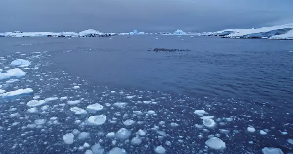 Hava manzaralı penguen kolonisi soğuk kutup mavi okyanusunda yüzüyor. Antarktika 'daki yaban hayatı deniz kuşlarının davranışlarını araştırın. Güney Kutbu 'nun el değmemiş vahşi doğası. Doğa koruma. Drone uçuş dramatik sahnesi