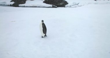 Bir imparator penguen Antarktika sahilinde kar tepesinin tadını çıkarıyor. Antarktika yaban hayatı deniz kuşunu araştırın. Vahşi doğa seyahati ve keşifleri. Güney Kutbu 'nda nadir görülen türlerin davranışlarını keşfedin. Hava aracı görüntüsünü kapat.