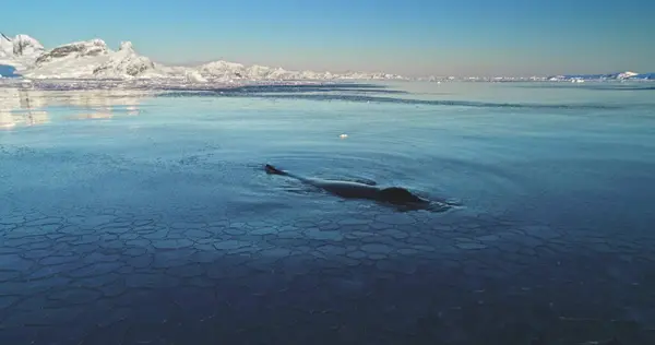 stock image Big humpback whale swimming frozen polar ocean water. Explore wildlife in Antarctica. Untouched wilderness of South Pole. Nature conservation, travel, wild animals, ice floes, mountains. Slow motion