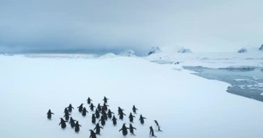 Antarktika karlı tarlasını yöneten büyük bir penguen grubu. Dağlarla ve kutup kıyılarıyla karla kaplı bir yer. Deniz kuşları kolonisi göçü. Antarktika 'daki yaban hayatı deniz kuşlarını araştırın. Hava görüntüleri
