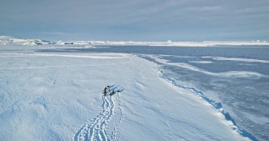 Gentoo penguins group run snow covered coast in Antarctica. Explore wildlife. Beauty of wild animals life and untouched nature on South Pole. Sea birds migration footprints. Antarctica aerial view