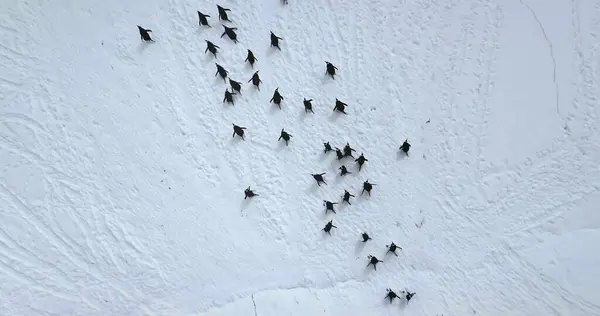 Siyah ve beyaz penguenler karla kaplı havadan görülür. Antarktika 'daki vahşi yaşamı araştırın. Vahşi hayvanların güzelliği ve Güney Kutbu 'nda dokunulmamış doğa. Antarktika üzerindeki en yüksek insansız hava aracı uçuşu.