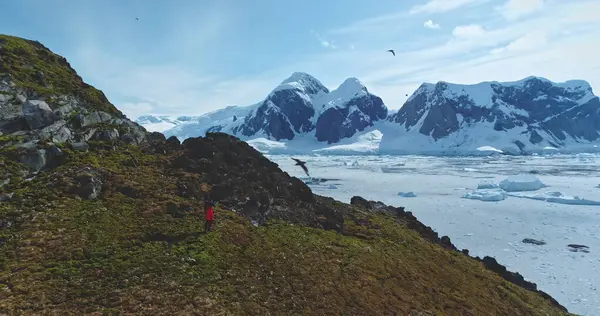 stock image Tourist explore Antarctica wild nature landscape. Man trekking take photo of mountains green rock hill wildlife. Frozen ocean, icebergs snow covered island in background. Polar winter seagulls. Aerial