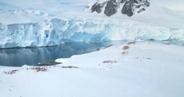 Birçok penguen grubu kutup okyanusu kıyılarında karla kaplı dağ tepelerini rahatlatır. Vahşi deniz kuşları hayvan kolonisi. Antarktika 'daki vahşi yaşamı araştırın. Dokunulmamış Güney Kutbu doğasının güzelliği. Hava Panoraması