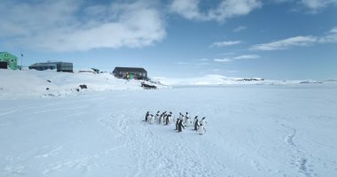 Antarktika 'daki kutup istasyonunun yakınında duran bir grup Gentoo pengueni. Tepedeki vahşi deniz kuşları, arka plandaki araştırma binaları. Antarktika vahşi yaşam keşfi. Güney Kutbu doğa güzelliği