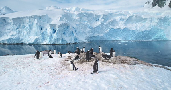 Penguins colony on Antarctic mountain coastline. Gentoo penguins nesting, towering iceberg, snow covered glacier in cold ocean water in background. Explore wildlife in Antarctica. Panoramic shot