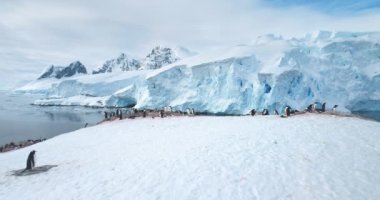 Gentoo penguenleri Antarktika Yarımadası 'nda kayaların üzerinde duruyor. Nefes kesici arka plan buzdağları ve karla kaplı dağlar. Vahşi yaşam penguenleri kutup ortamında doğal yuva kurma davranışları..