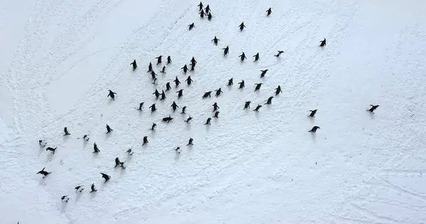 stock image Fly over Gentoo penguins relax on snow covered field aerial. Explore wildlife in Antarctica. Beauty of wild animals and untouched nature on South Pole. Top drone flight above Antarctic birds migration