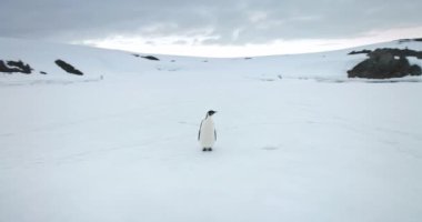 Antarktika yaban hayatı deniz kuşunu araştırın. İmparator penguen Antarktika sahilinde kar tepesinde duruyor. Kış seyahati ve keşif. Güney Kutbu 'nun vahşi hayvan davranışlarının güzelliğini keşfedin. Yavaş çekim panoraması
