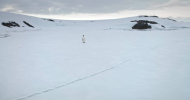 Antarktika kıyılarında kar tepeyi kaplamıştı. Kış manzarası. Antarktika yaban hayatı deniz kuşunu araştırın. Seyahat ve keşif. Güney Kutbu 'nun güzelliğini keşfedin. Nadir türler.