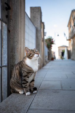 Küçük bir İtalyan kasabasının sokaklarındaki kediyi tedavi et.