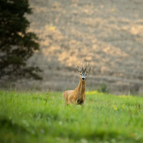 Majestatyczny Sarna Pastwisku Ciepłym Wieczornym Świetle — Zdjęcie stockowe