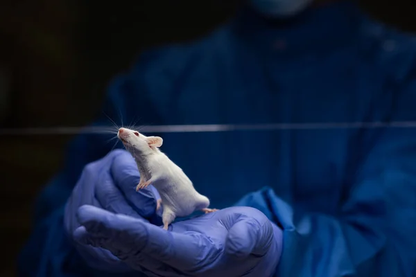 実験室のマウスを持っている科学者は いくつかのテストを実行する前に彼女の状態を評価し ウイルスで動物を接種 — ストック写真