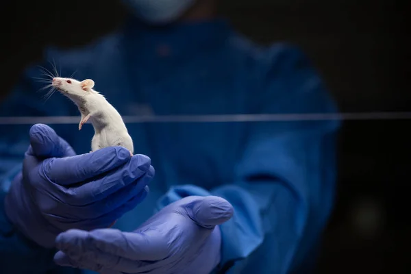 Cientista Segurando Rato Laboratório Avaliando Sua Condição Antes Executar Alguns — Fotografia de Stock
