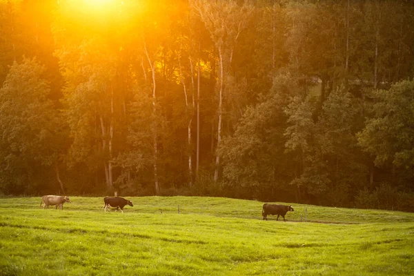 一天快结束时从牧场回家的奶牛 再生耕作概念 草食牛肉 — 图库照片