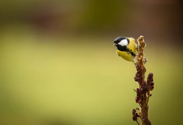 Great Tit Parus Major Perching Branch — 图库照片