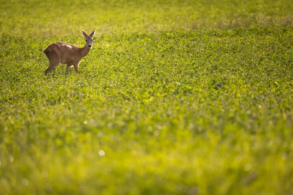 暖かい夜の光の中で牧草地に雄大なイクラの鹿 — ストック写真