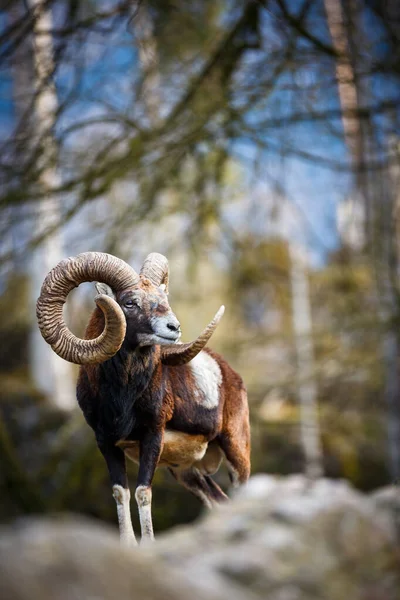 Mouflon オオツノヒツジ クロマグロ — ストック写真