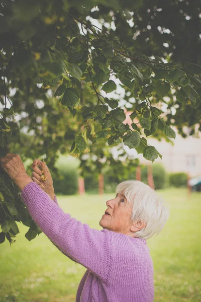 Starší Žena Sbírá Léčivé Lískové Květy Mělké Dof — Stock fotografie