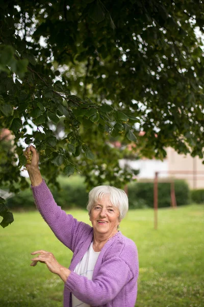 Elderly woman collects healing linden flowers (shallow DOF)
