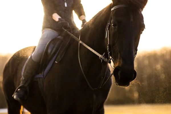 Всадница Лошадях Улице Своей Прекрасной Лошади — стоковое фото