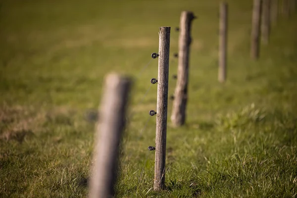 牧草地に動物が放牧された電気柵 — ストック写真