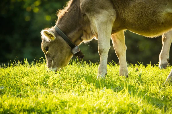 スイス アルプスの緑の高山草原で牛の放牧 — ストック写真
