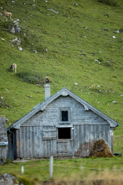 Vaca Pastando Prado Alpino Verde Los Alpes Suizos Suiza — Foto de Stock