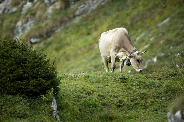 瑞士阿尔卑斯山区的一座绿色高山草甸上放牛 — 图库照片