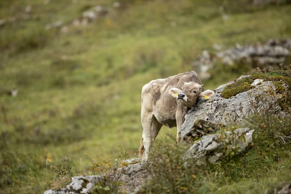 Tehén Legeltetés Zöld Alpesi Réten Svájci Alpokban Svájcban — Stock Fotó