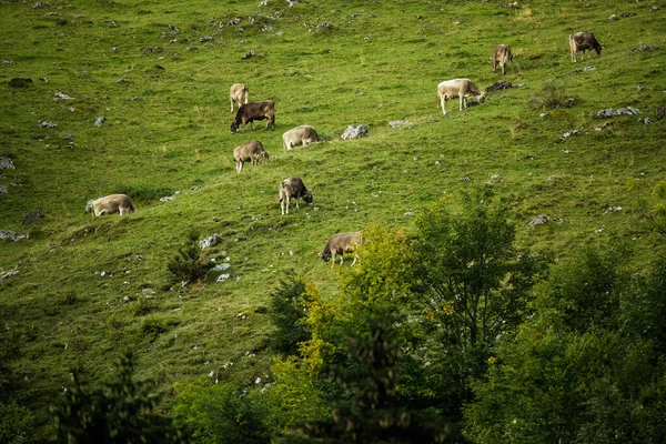 スイス アルプスの緑の高山草原で牛の放牧 — ストック写真