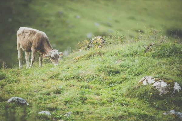 Αγελάδα Βόσκηση Ένα Καταπράσινο Αλπικό Λιβάδι Στις Ελβετικές Άλπεις Ελβετία — Φωτογραφία Αρχείου