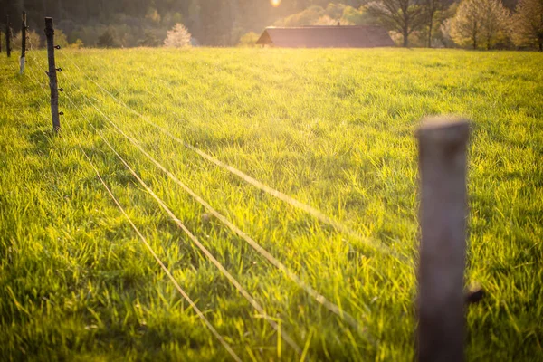 Electric Fence Pasture Animals Grazing Fresh Pasture Grass — Stock Photo, Image