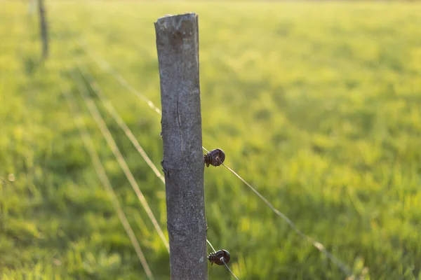 牧草地に動物が放牧された電気柵 — ストック写真