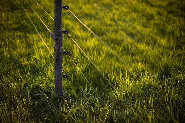 Pagar Listrik Sekitar Padang Rumput Dengan Binatang Merumput Rumput Yang — Stok Foto
