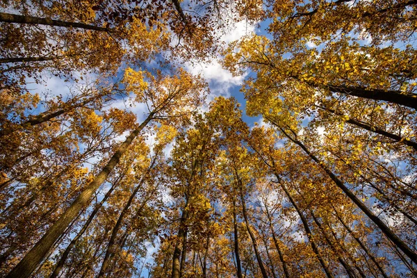Wspaniała Jesień Jesień Uchwycona Obrazie Krajobrazu Żywe Kolory Powoli Znikają — Zdjęcie stockowe