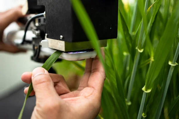 Wissenschaftler Verwenden Ein Spezielles Gerät Zur Messung Des Chlorophyll Und — Stockfoto