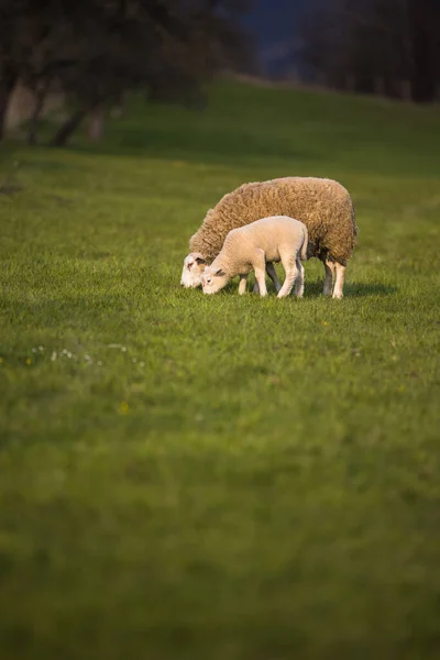Grass Eating Sheep Lush Meadow Sheep Munching Grass Meadow — Stock Photo, Image