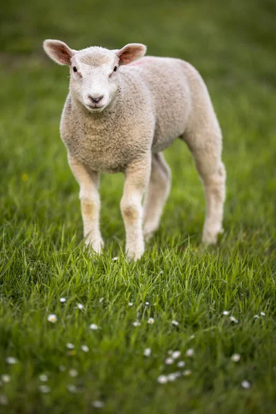 Χορτοφάγα Πρόβατα Ένα Καταπράσινο Λιβάδι Πρόβατα Μασουλώντας Γρασίδι Ένα Λιβάδι — Φωτογραφία Αρχείου