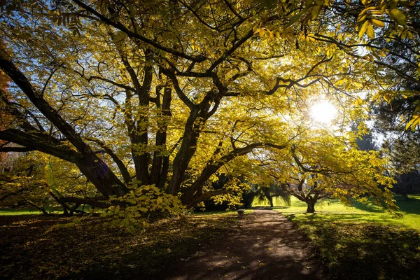 Wspaniała Jesień Jesień Uchwycona Obrazie Krajobrazu Żywe Kolory Powoli Znikają — Zdjęcie stockowe
