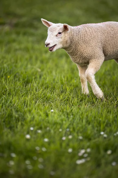 Owce Jedzące Trawę Bujnej Łące Owce Przeżuwające Trawę Łące — Zdjęcie stockowe