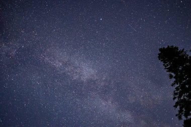 Parlak Gece Gökyüzü Yıldızları Kara Çam Ağaçlarının Üzerinde Orman Siluetlerinin Üzerinde. Ormanın Üzerindeki Doğal Yıldızlı Gökyüzü. Gece manzarası Koyu mavi dramatik gökyüzü Parlayan yıldızlarla