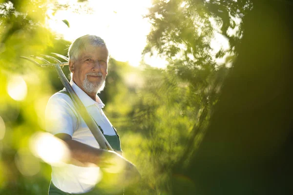 Senior Trädgårdsmästare Trädgårdsskötsel Sin Permakultur Trädgård Håller Spade — Stockfoto