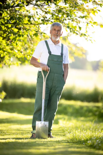 Senior Gärtner Gärtnert Seinem Permakultur Garten Mit Dem Spaten — Stockfoto