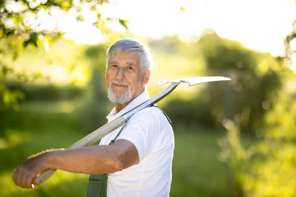 Senior Gardener Gardening His Permaculture Garden Holding Spade — Stock Photo, Image