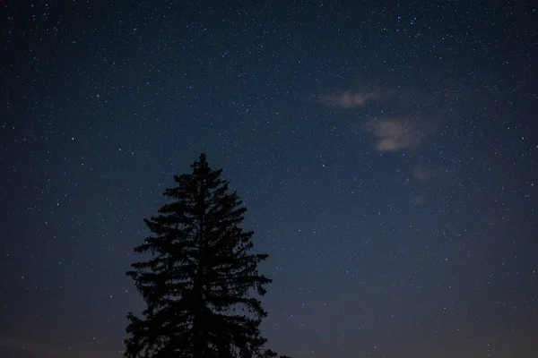 在深黑的松树冠之上 明亮的夜空群星映衬着森林的轮廓 森林之上的自然星空 夜景与深蓝戏剧化的天空与闪耀的星辰 — 图库照片