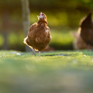 Bir çiftlikte tavuk (Gallus gallus domesticus)